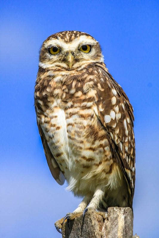 Are Owls the Only Birds That Cough Up Pellets? - Uniquely Morbid®