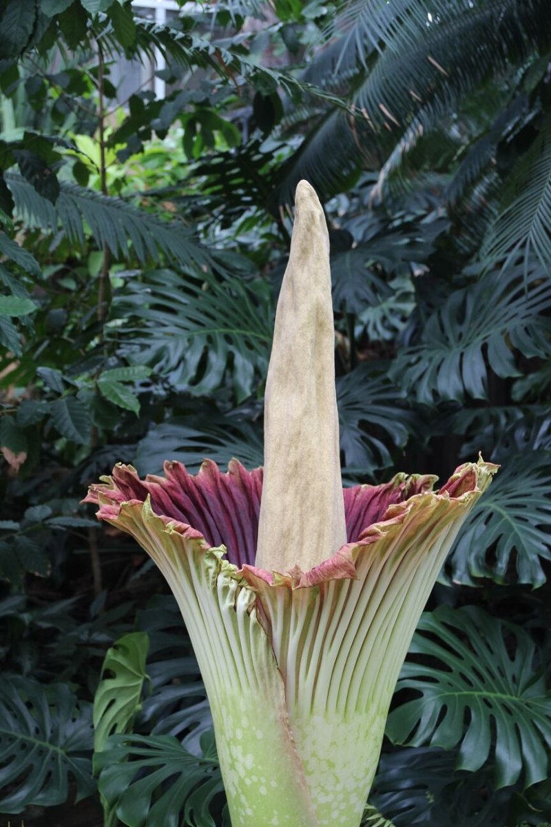 How is the Corpse Flower Pollinated? Uniquely Morbid®