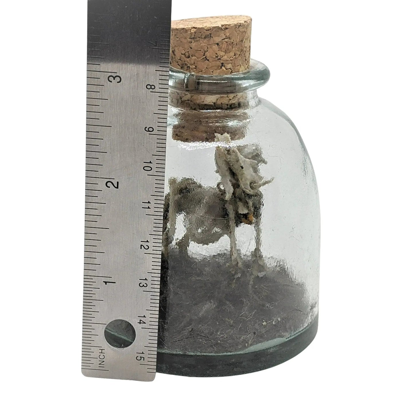 Miniature Rhinoceros Skeleton Glass Cork Vial - Uniquely Morbid