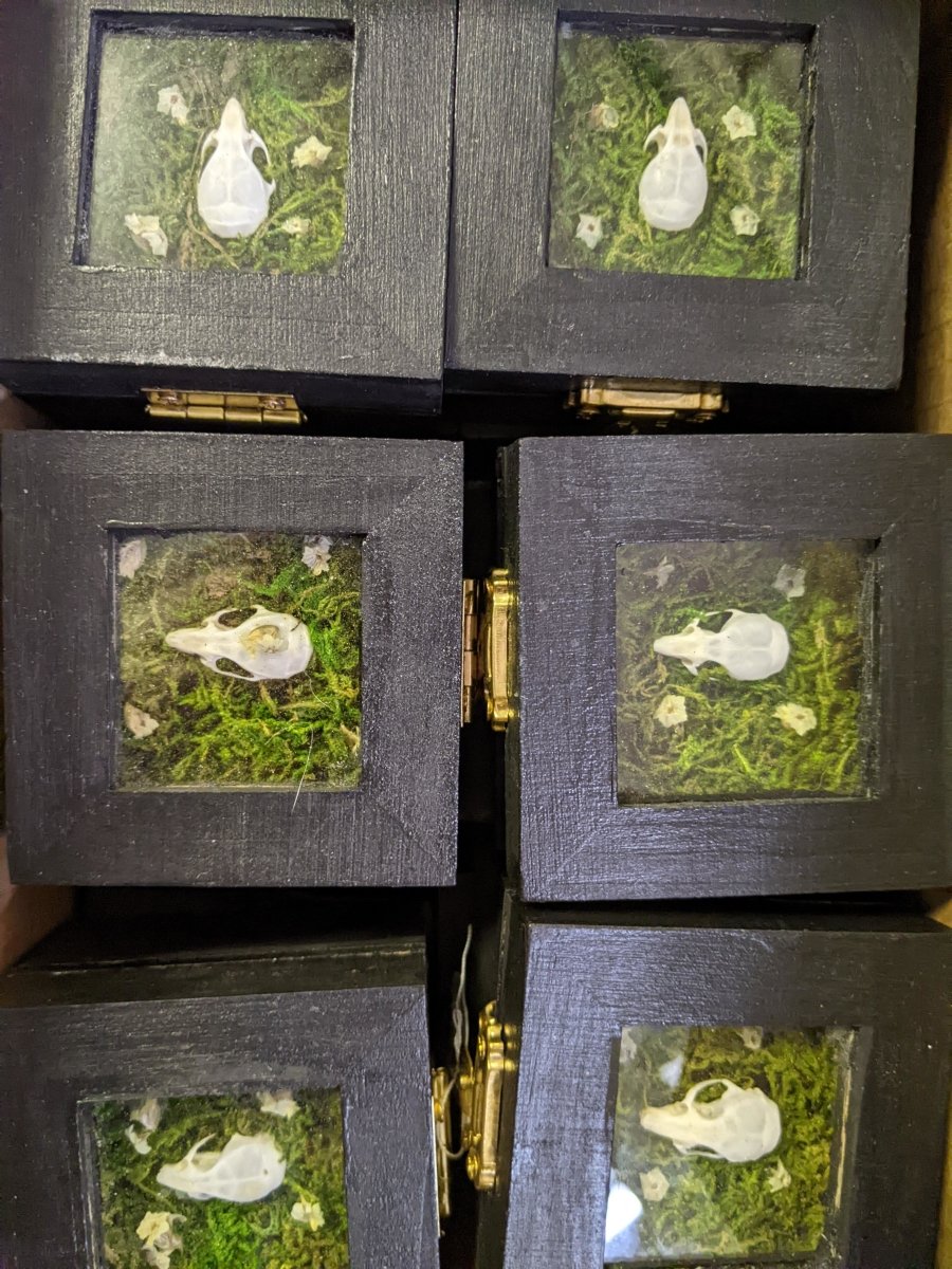 Mouse Skull Trinket Box - Uniquely Morbid®