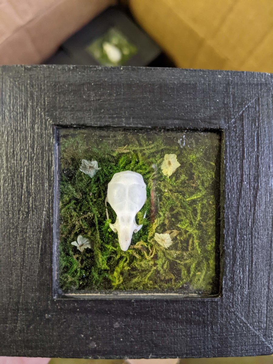 Mouse Skull Trinket Box - Uniquely Morbid®