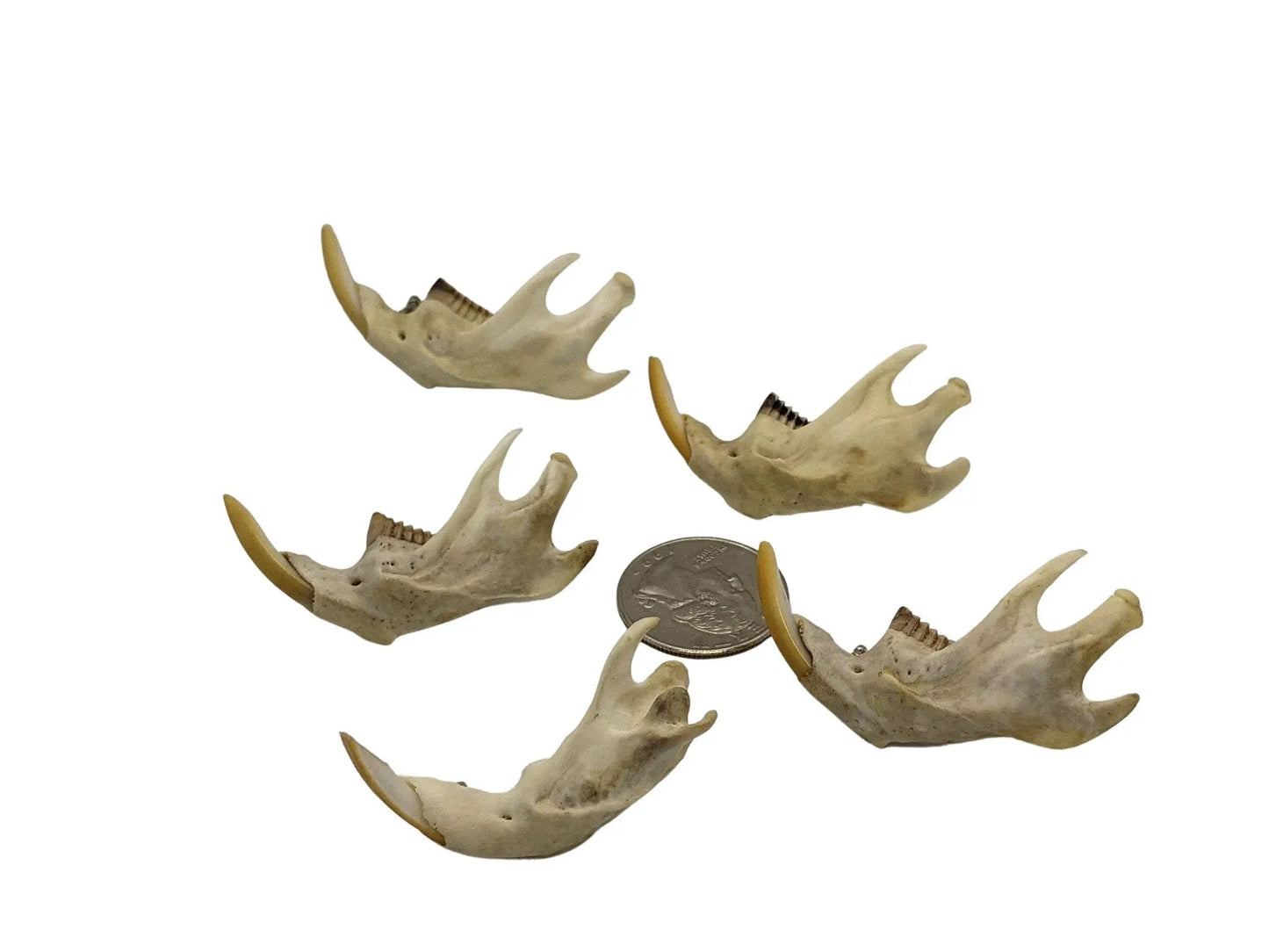Muskrat Jaw Bone Pin - Uniquely Morbid