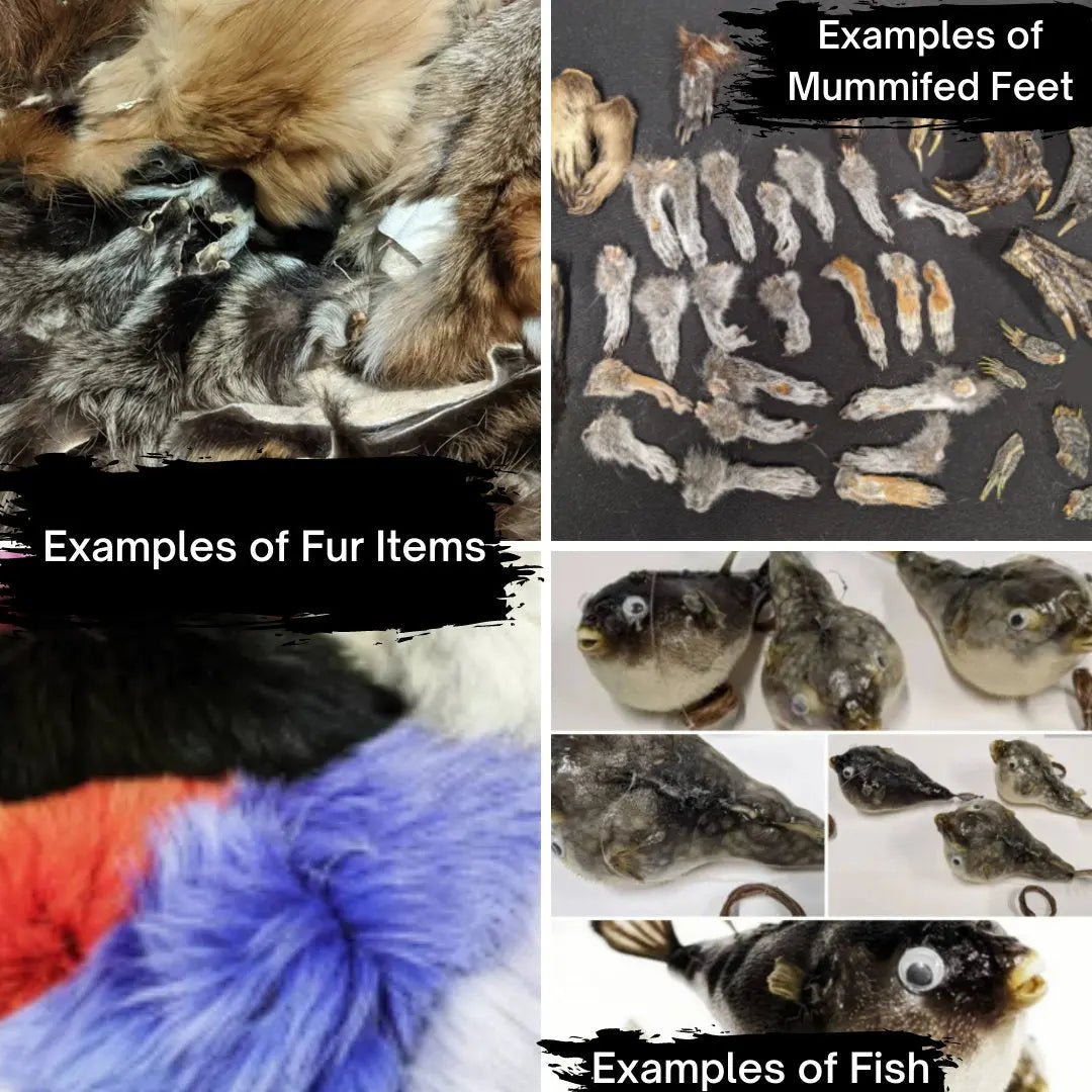 Natural History Oddities Mystery Box - Uniquely Morbid