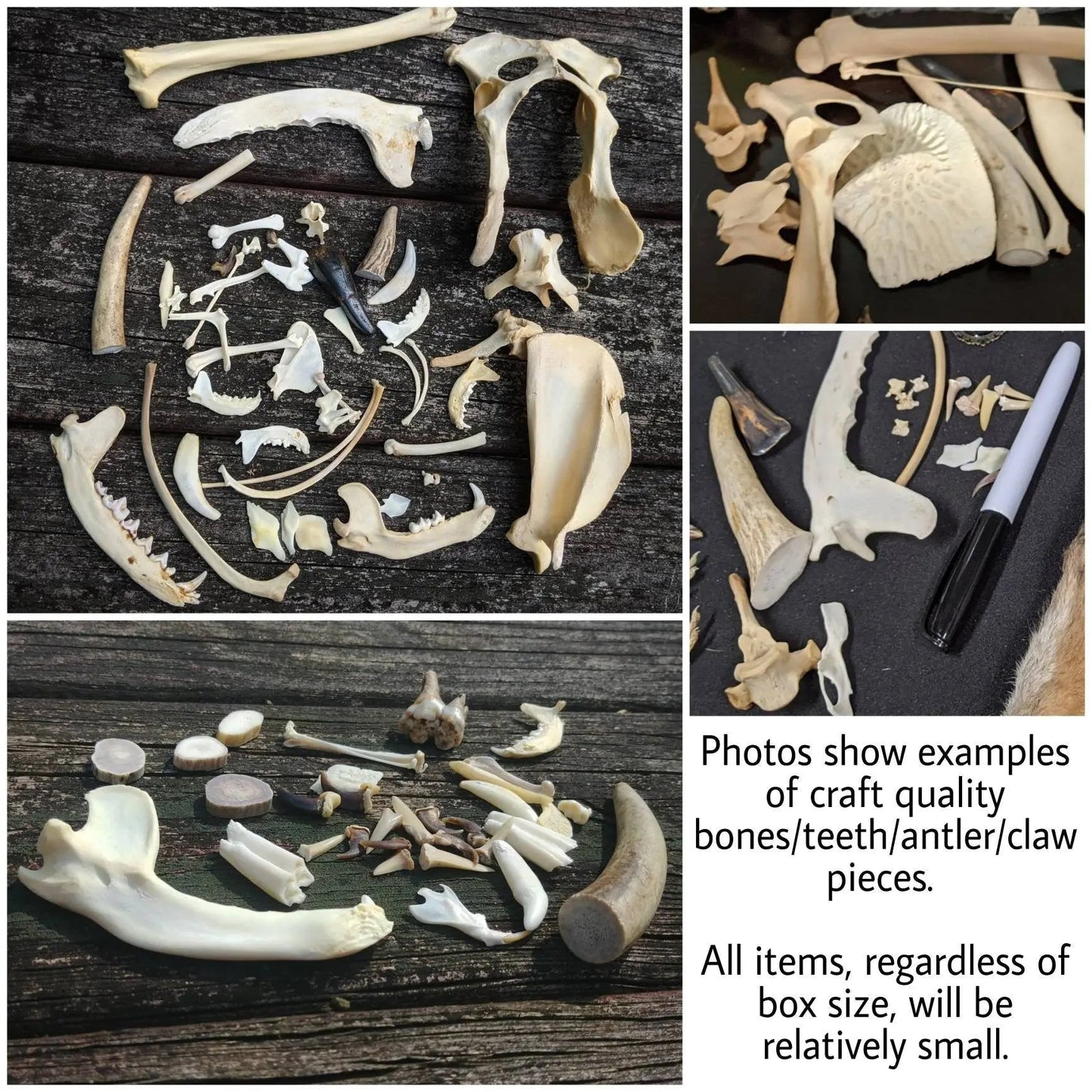 Natural History Oddities Mystery Box - Uniquely Morbid