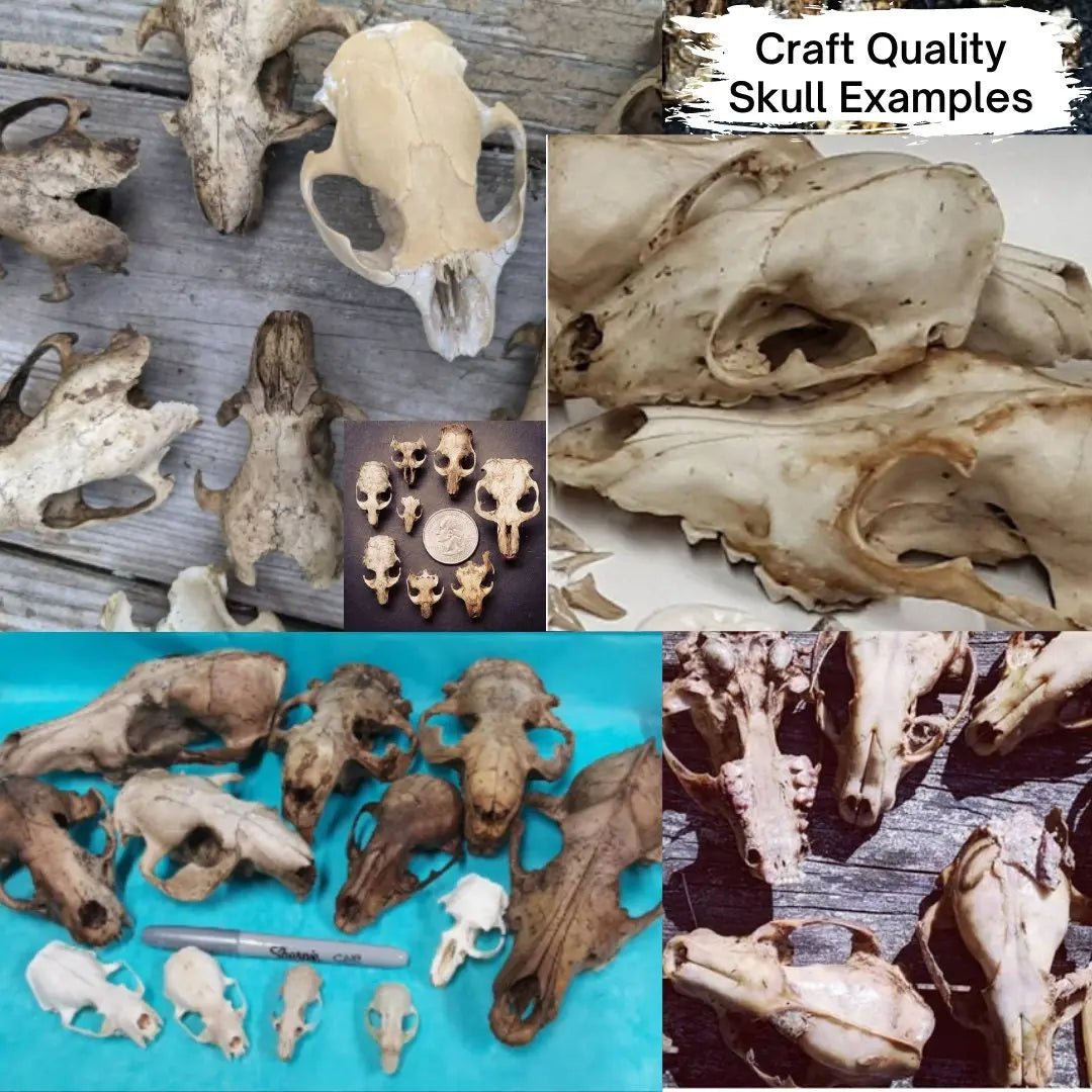 Natural History Oddities Mystery Box - Uniquely Morbid