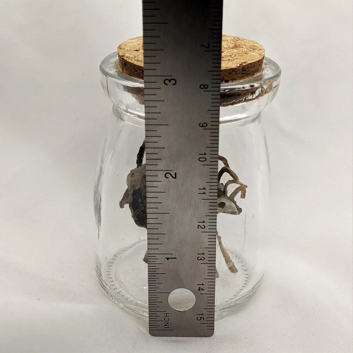 Scary Weird Wingless Dragon Creature Fantasy Bone Sculpture Art - Uniquely Morbid