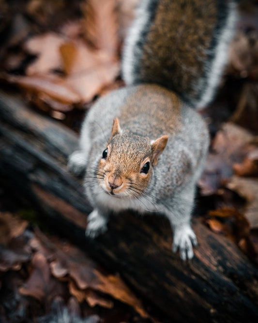 10 Fun Facts About Squirrels - Uniquely Morbid®
