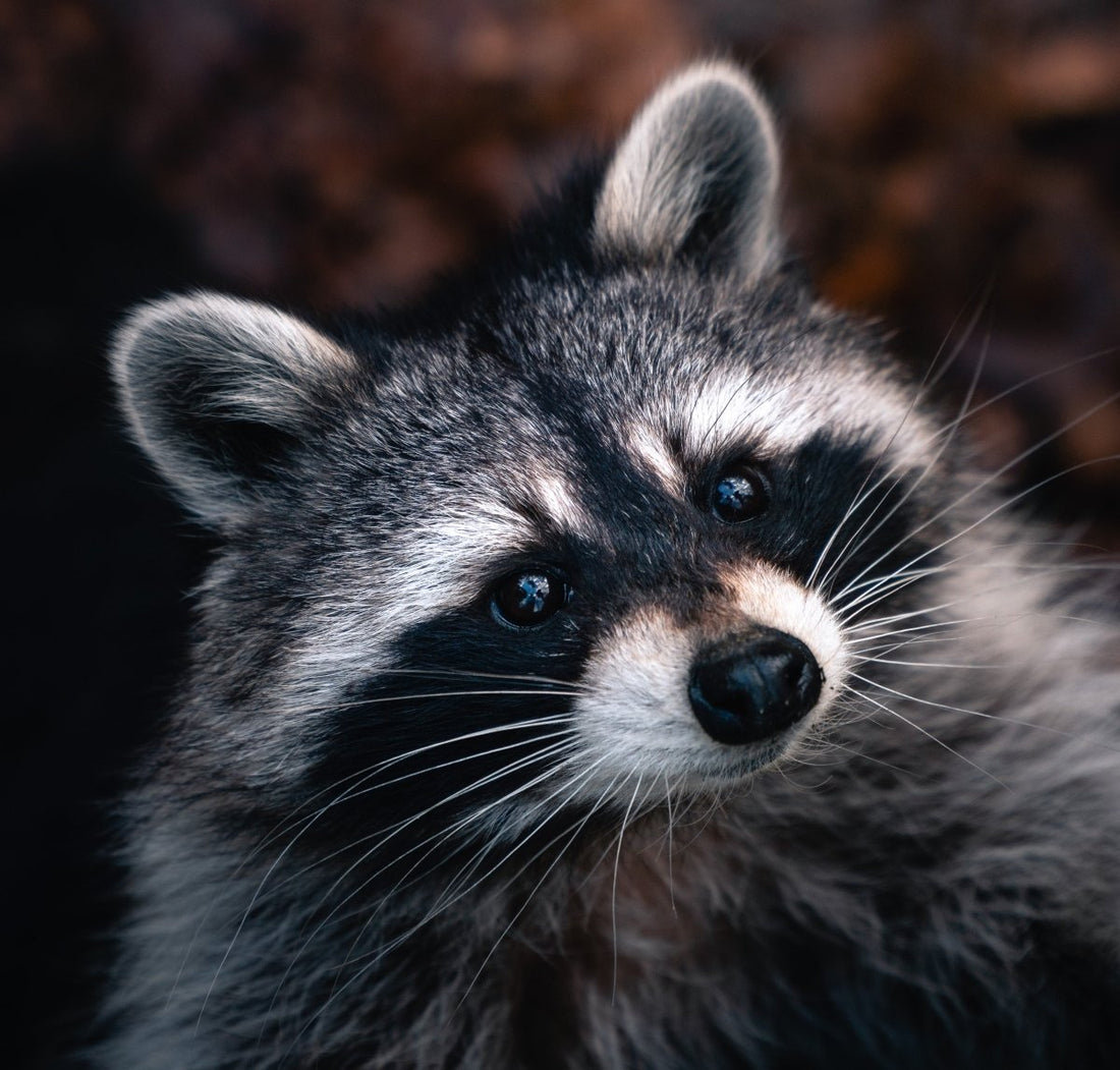 Diseases Raccoons Can Give to Humans - Uniquely Morbid®