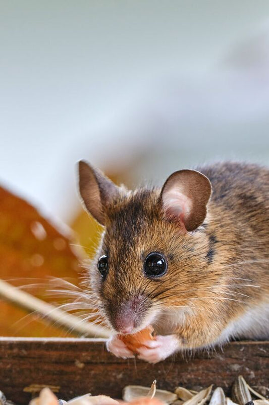 Fun Facts About Mice - Uniquely Morbid®