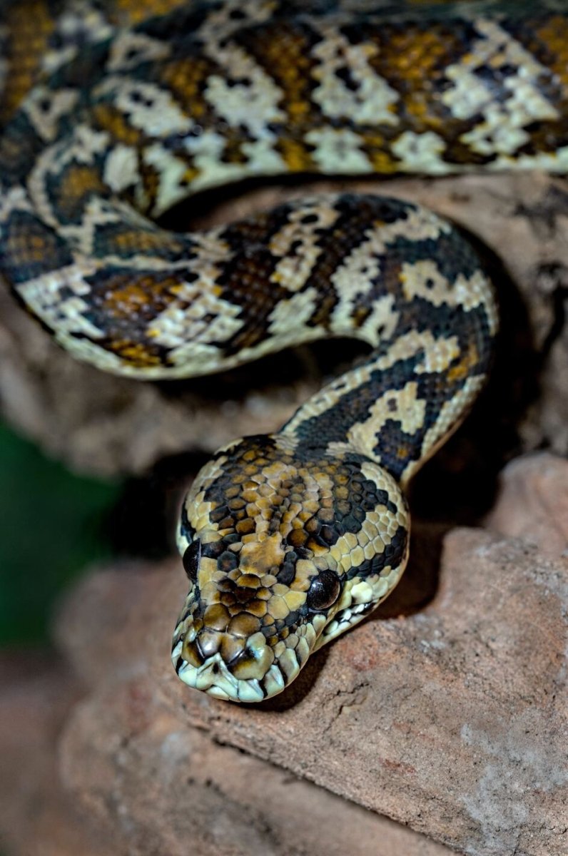 Fun Facts About Snakes Uniquely Morbid fun-facts-about-snakes-uniquely-morbid