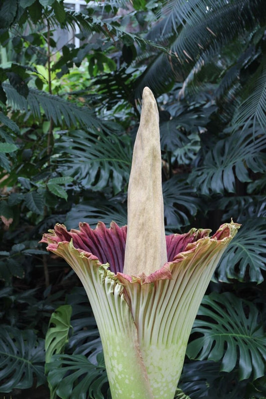 How is the Corpse Flower Pollinated? - Uniquely Morbid®