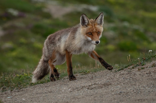 How Many Types of Foxes Are There? - Uniquely Morbid®