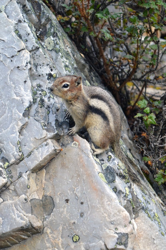 How to Humanely Relocate a Squirrel - Uniquely Morbid®