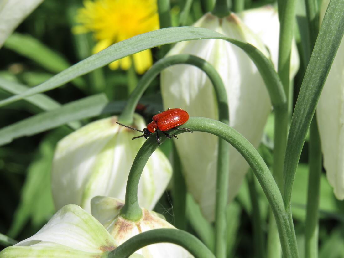 Is it True that Insects Were Killed to Make Certain Color Dyes ...