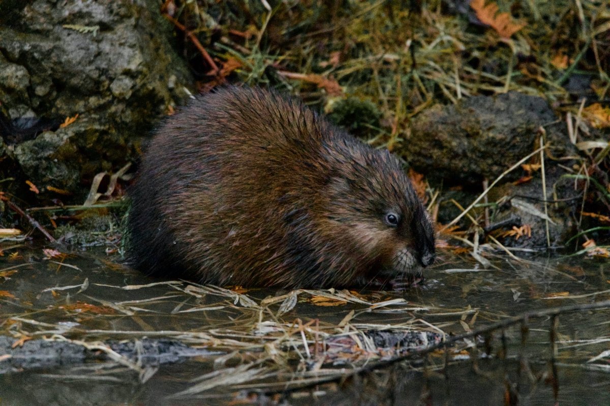 Muskrats Rats Face Is the Muskrat a Rat? – Uniquely Morbid®