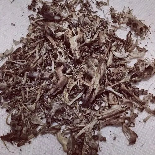Owl Pellets 101 - Uniquely Morbid®