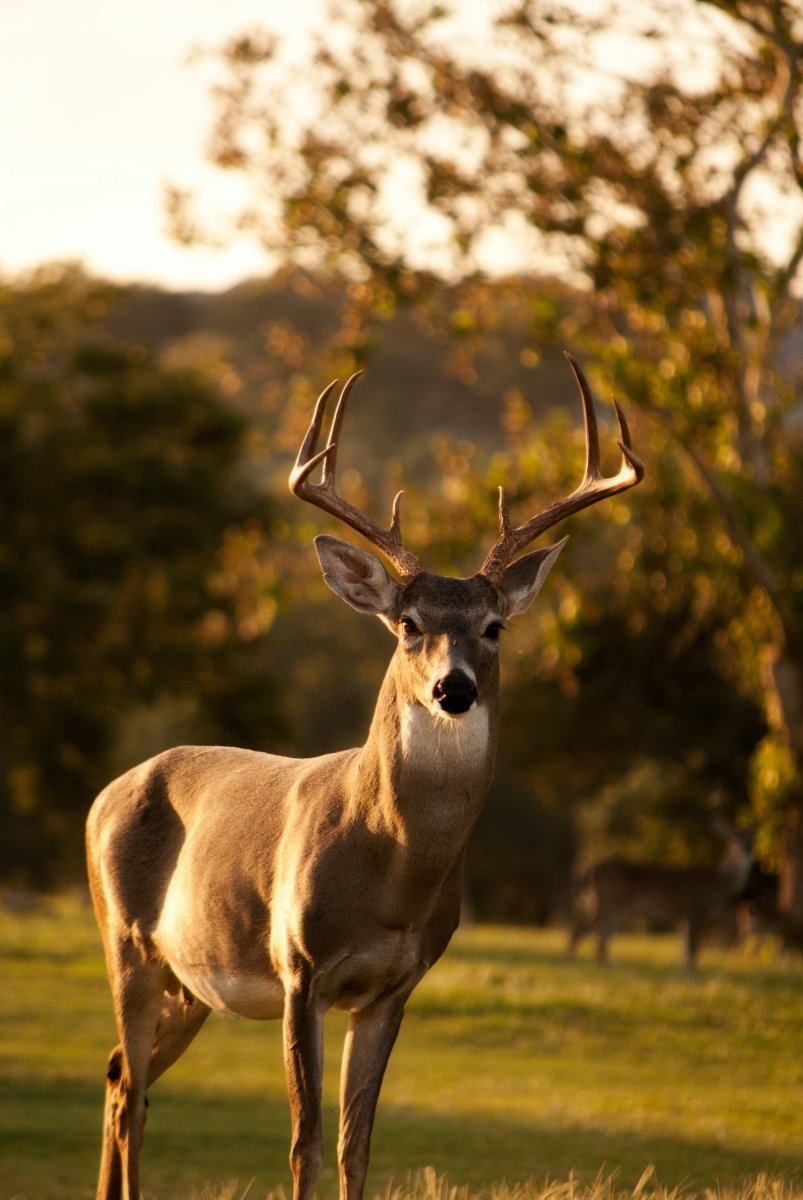 Why Do Deer Shed Their Antlers? - Uniquely Morbid®