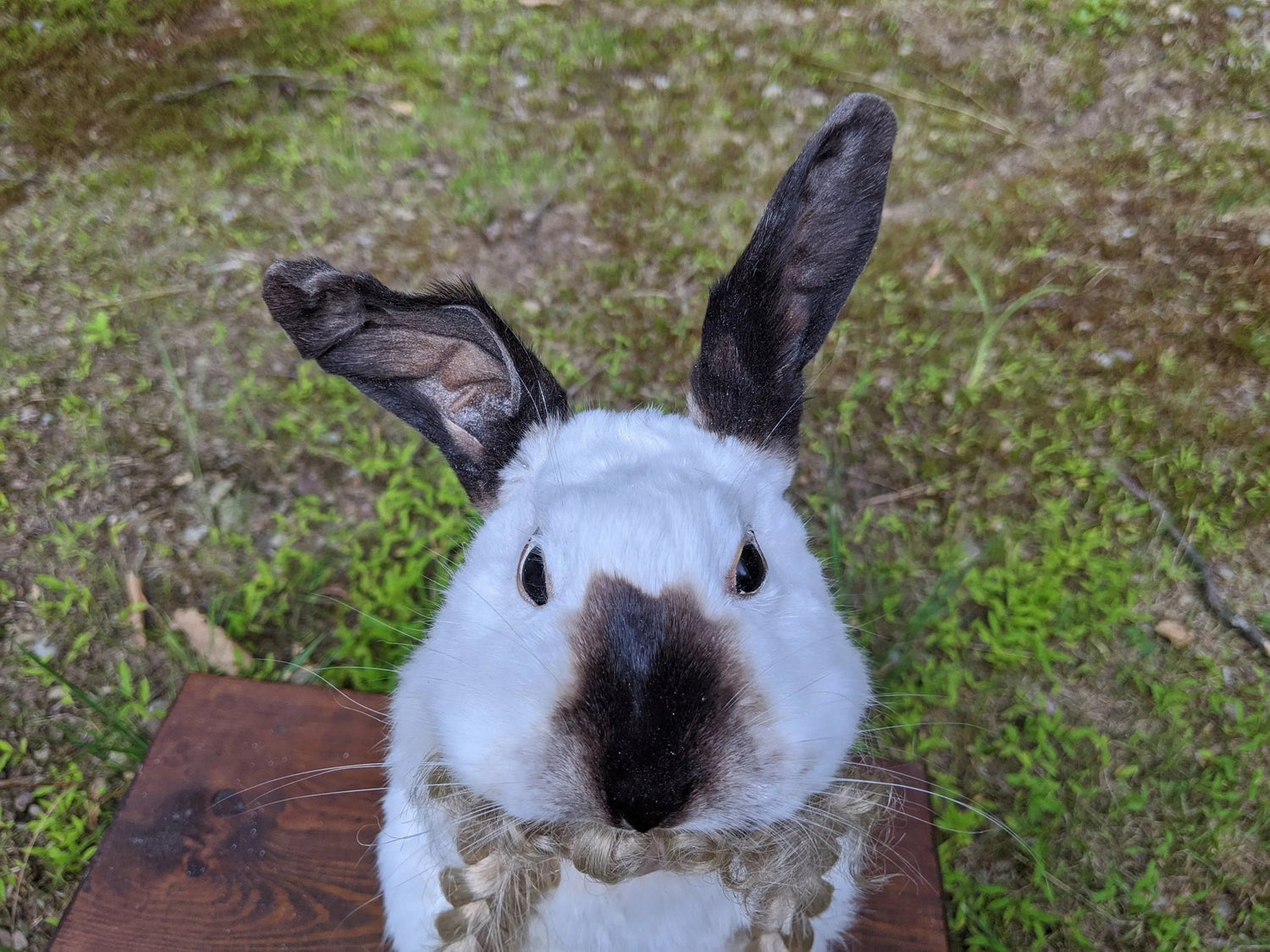 Feral Baby Doll Lillian , Real Bunny Rogue Taxidermy Mixed Media Vintage Porcelain Doll - Uniquely Morbid
