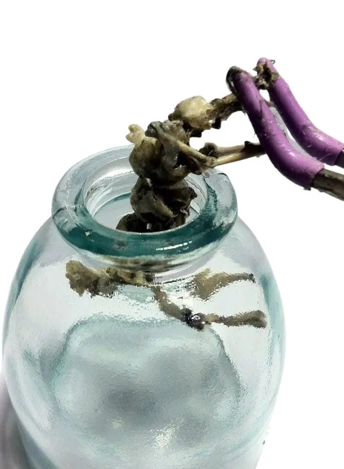 Miniature Rhinoceros Skeleton Glass Cork Vial - Uniquely Morbid