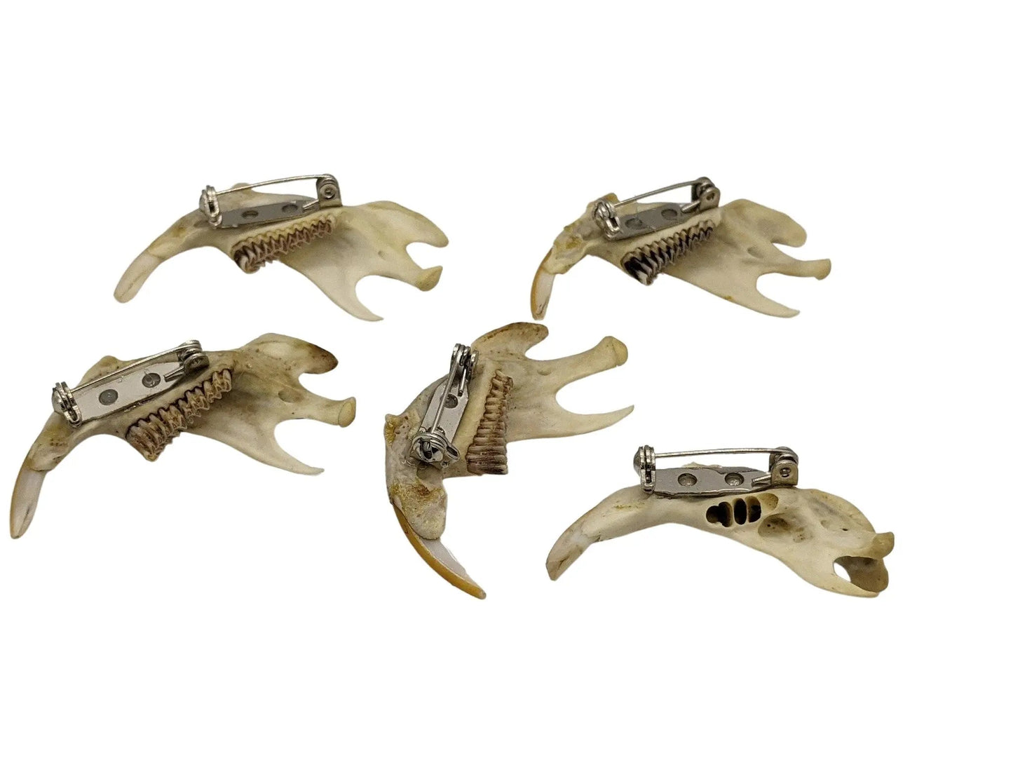 Muskrat Jaw Bone Pin - Uniquely Morbid
