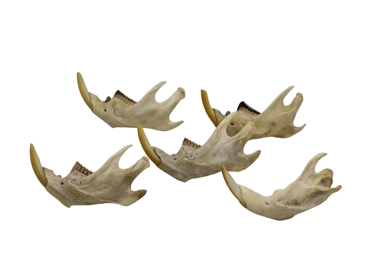 Muskrat Jaw Bone Pin - Uniquely Morbid