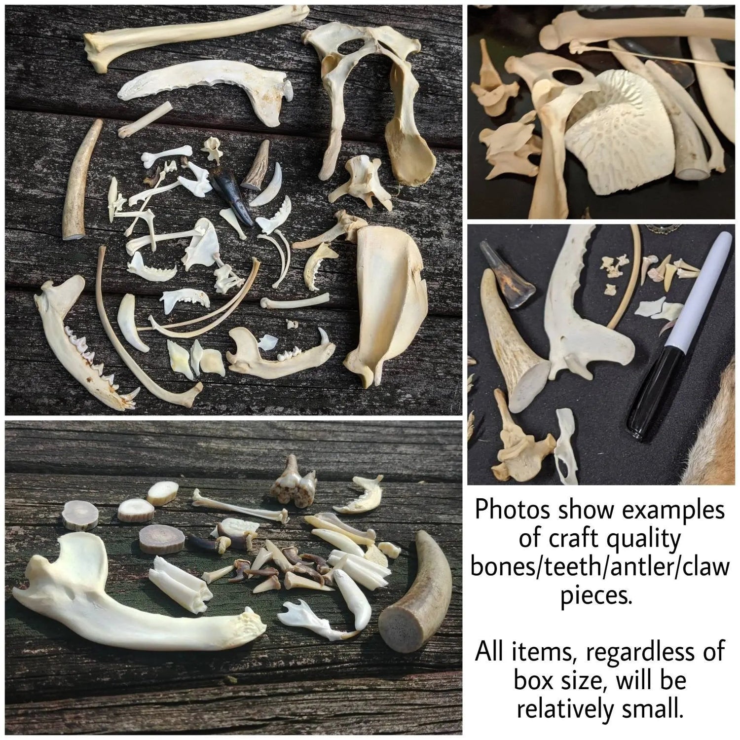 Natural History Oddities Mystery Box - Uniquely Morbid