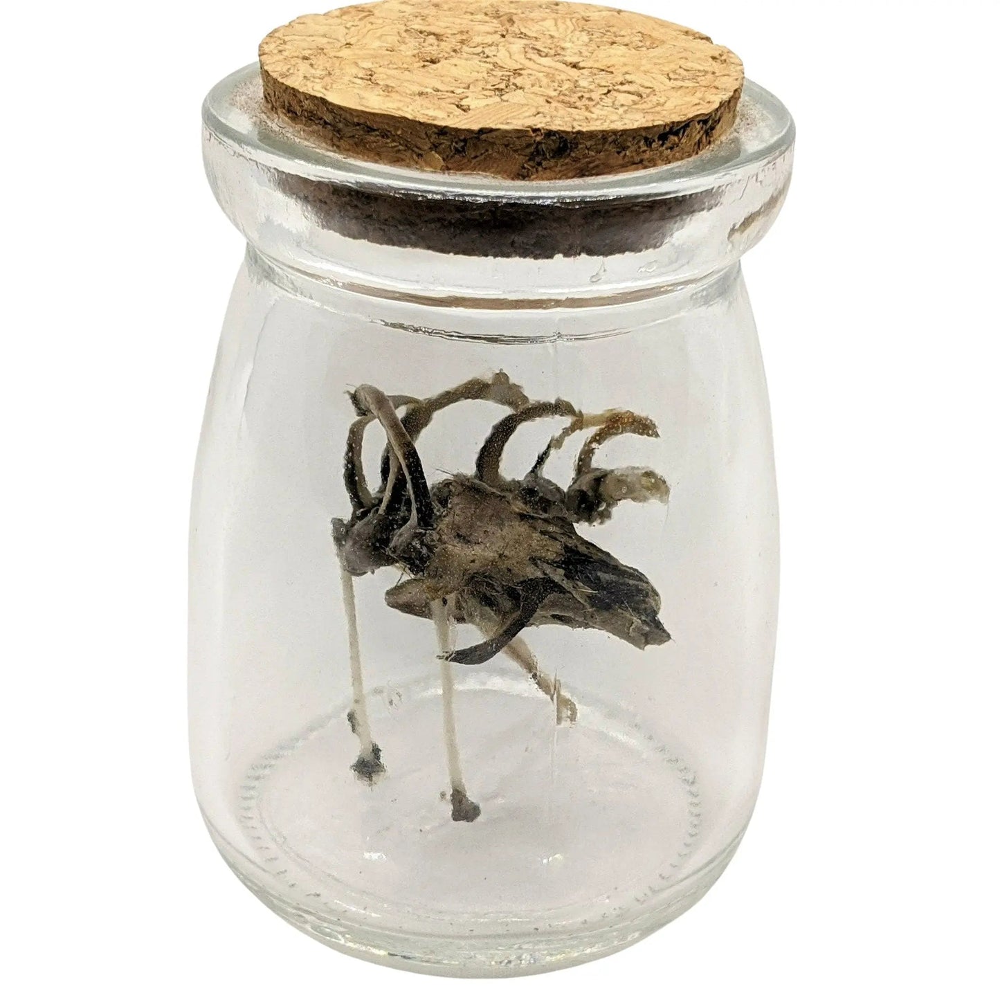 Scary Weird Wingless Dragon Creature Fantasy Bone Sculpture Art - Uniquely Morbid